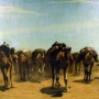 CamelTrain